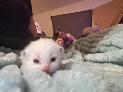 Cupcake - Ragdoll - Gallery Photo #1