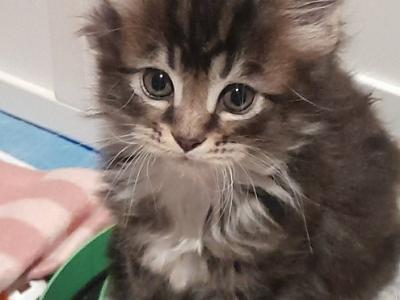 Maine Coon Kittens  Ready Now - Maine Coon - Gallery Photo #1