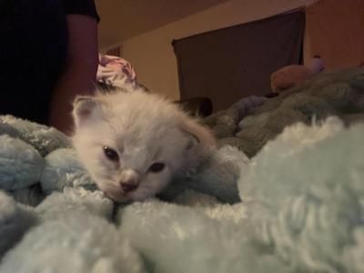 Neapolitan - Ragdoll - Gallery Photo #1