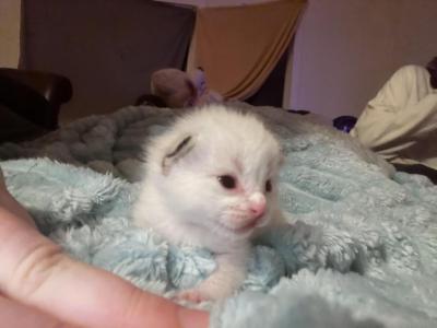 Blueberry - Ragdoll - Gallery Photo #1