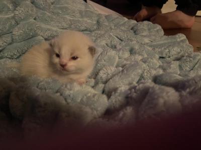Orange - Ragdoll - Gallery Photo #1