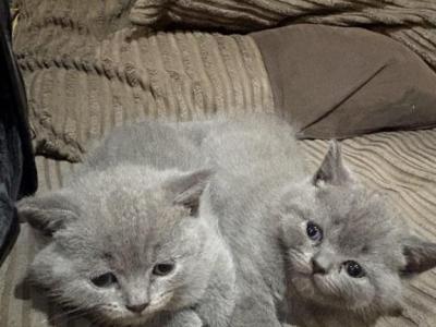 British Shorthair Kittens Ready Now - British Shorthair - Gallery Photo #1