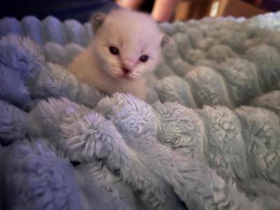 Sprinkles - Ragdoll - Gallery Photo #1