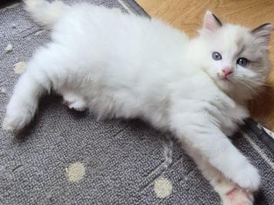 Ragdoll Kittens Ready Now - Ragdoll - Gallery Photo #1
