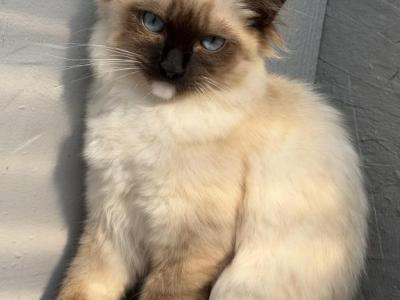Lovely Super Active Soffy - Ragdoll - Gallery Photo #1