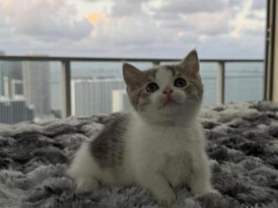 Munchkin Kittens Ready Now - Munchkin - Gallery Photo #1