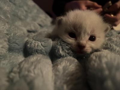 Brownie - Ragdoll - Gallery Photo #1