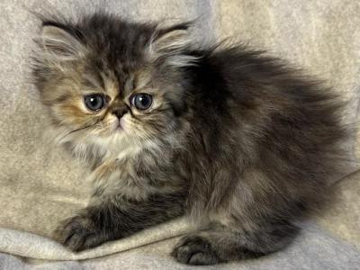 Persian Kittens  Ready Forever - Persian - Gallery Photo #1
