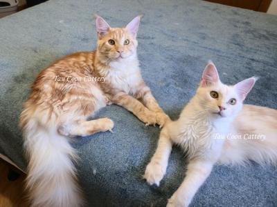 Litter L Also Listed Individually - Maine Coon - Gallery Photo #1