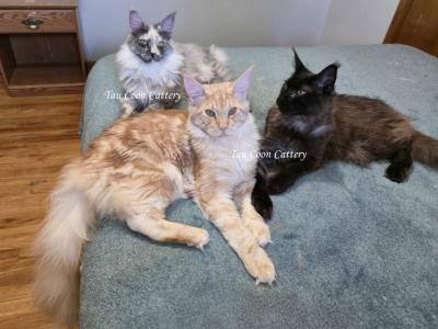 Litter L Also Listed Individually - Maine Coon - Gallery Photo #1