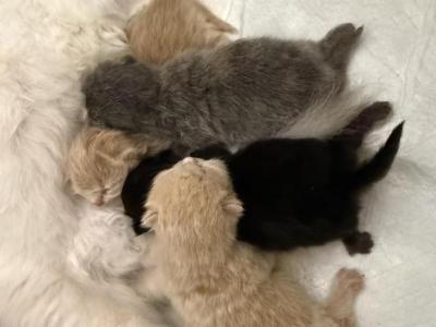 The British Munchkin - Munchkin - Gallery Photo #1