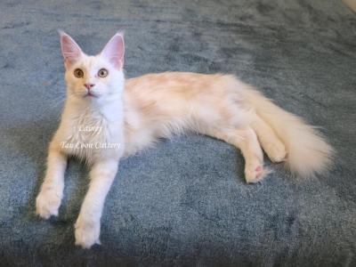 Lainey Red Smoke - Maine Coon - Gallery Photo #1