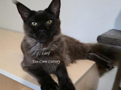 Latif Black Smoke - Maine Coon - Gallery Photo #1