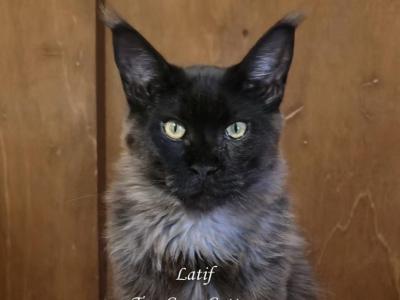 Latif Black Smoke - Maine Coon - Gallery Photo #1