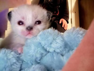 Apple - Ragdoll - Gallery Photo #1