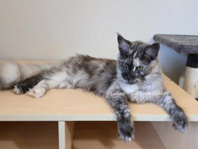 Leilani Black Smoke Tortie - Maine Coon - Gallery Photo #1