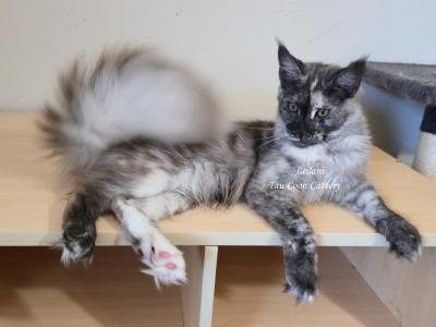 Leilani Black Smoke Tortie - Maine Coon - Gallery Photo #1