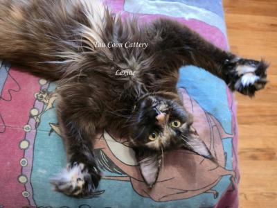 Lexine Tortie - Maine Coon - Gallery Photo #1