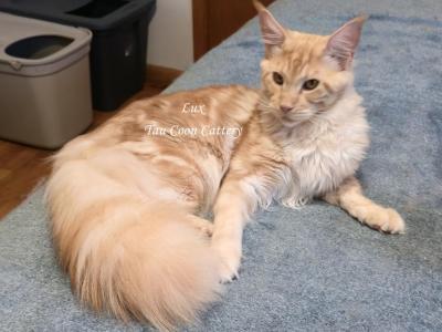 Lux Red Smoke - Maine Coon - Gallery Photo #1