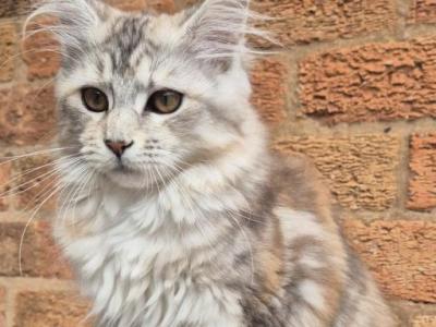 Calm Maine Coon Kittens - Maine Coon - Gallery Photo #1