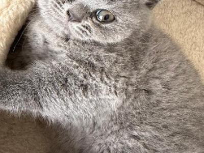 Playful British Shorthair Kittens Ready Now - British Shorthair - Gallery Photo #1