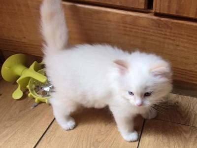 Energetic Ragdoll Kittens Ready Now - Ragdoll - Gallery Photo #1