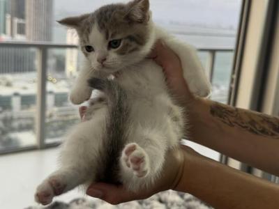 Amazing Munchkin Kittens Ready Now - Munchkin - Gallery Photo #1