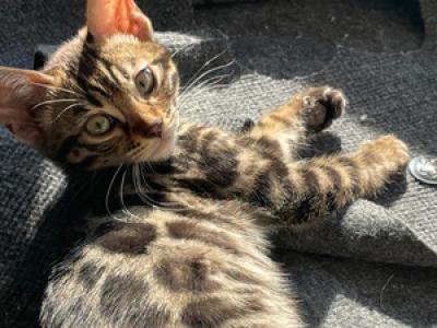 Lucy - Bengal - Gallery Photo #1