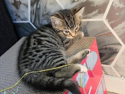 Bengal Kittens Ready Now - Bengal - Gallery Photo #1