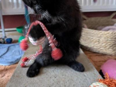 Maine Coon Kittens  Ready For Forever - Maine Coon - Gallery Photo #1