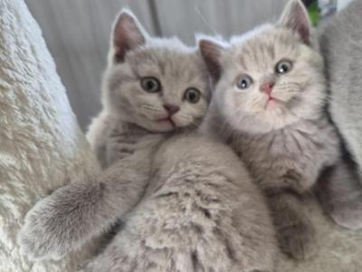 British Shorthair Kittens Ready Now - British Shorthair - Gallery Photo #1