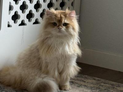 Toulouse - British Shorthair - Gallery Photo #1