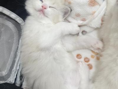 Ragdoll Kittens Ready Now - Ragdoll - Gallery Photo #1