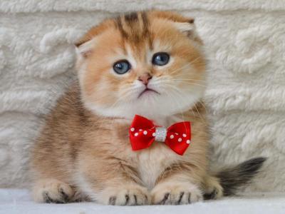 Munchkin Kittens Ready Now - Munchkin - Gallery Photo #1