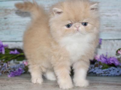 Persian Kittens  Ready Forever - Persian - Gallery Photo #1
