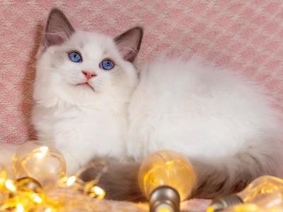 Lord - Ragdoll - Gallery Photo #1
