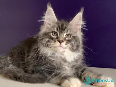 Quim - Maine Coon - Gallery Photo #1