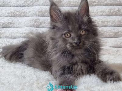 Tarik - Maine Coon - Gallery Photo #1