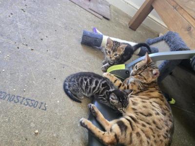 Bengal  Kittens Ready Now - Bengal - Gallery Photo #1