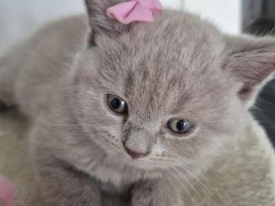 British Shorthair Kittens Ready Now - British Shorthair - Gallery Photo #1