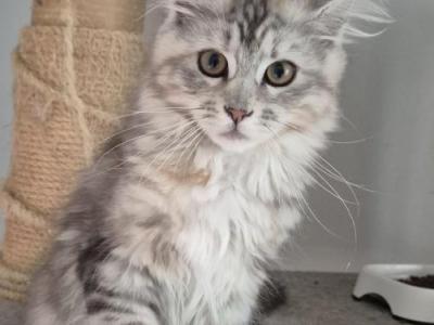 Maine Coon Kittens For Sale - Maine Coon - Gallery Photo #1