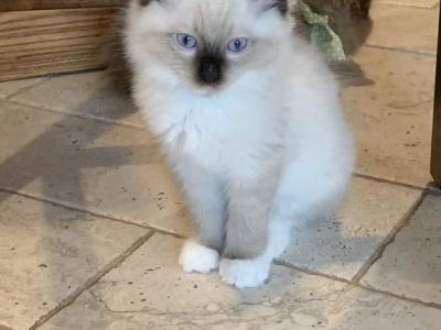 Ragdoll Kittens Ready Now - Ragdoll - Gallery Photo #1