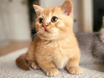 Munchkin Kittens Ready Now - Munchkin - Gallery Photo #1