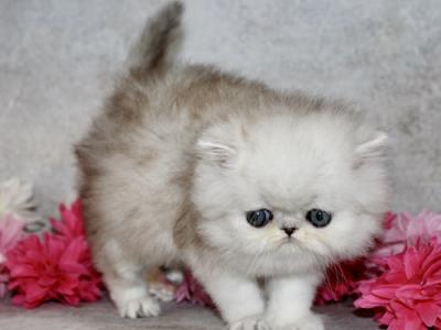 Persian Kittens  Ready Forever - Persian - Gallery Photo #1