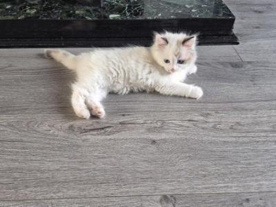 Ragdoll Kittens Ready Now - Ragdoll - Gallery Photo #1
