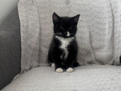 Maine Coon Kittens  Ready For Forever - Maine Coon - Gallery Photo #1