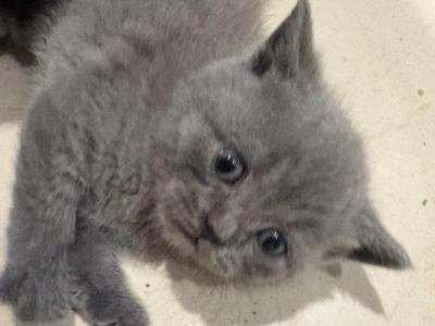 British Shorthair Kittens Ready Now - British Shorthair - Gallery Photo #1