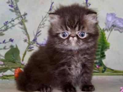 Persian Kittens  Ready Forever - Persian - Gallery Photo #1