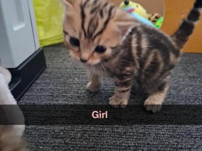Bengal Kittens Ready Now - Bengal - Gallery Photo #1