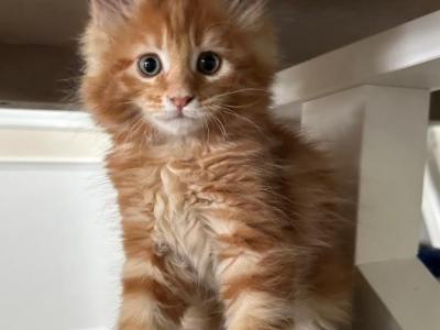 Maya - Maine Coon - Gallery Photo #1